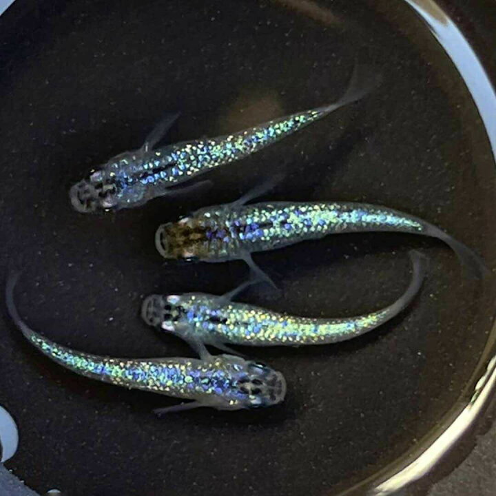 楽天市場】メダカ サファイア 【背びれなし】成魚 産卵サイズ 4ペア+ 