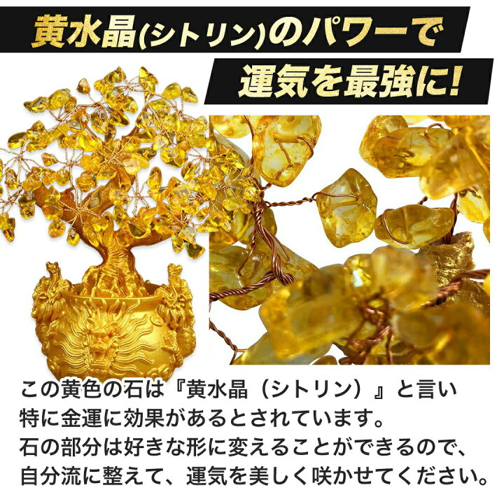 楽天市場】【ランキング1位6冠達成】 龍の黄金木 招財樹 金のなる木 
