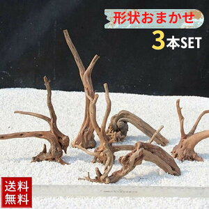 yLO1ʊlz ANAE  } Ver1[ 3{Zbg `󂨔C^Cv 10`15cm VR Rf ANAEpi eE CAEgpi ꂽ CAEg 