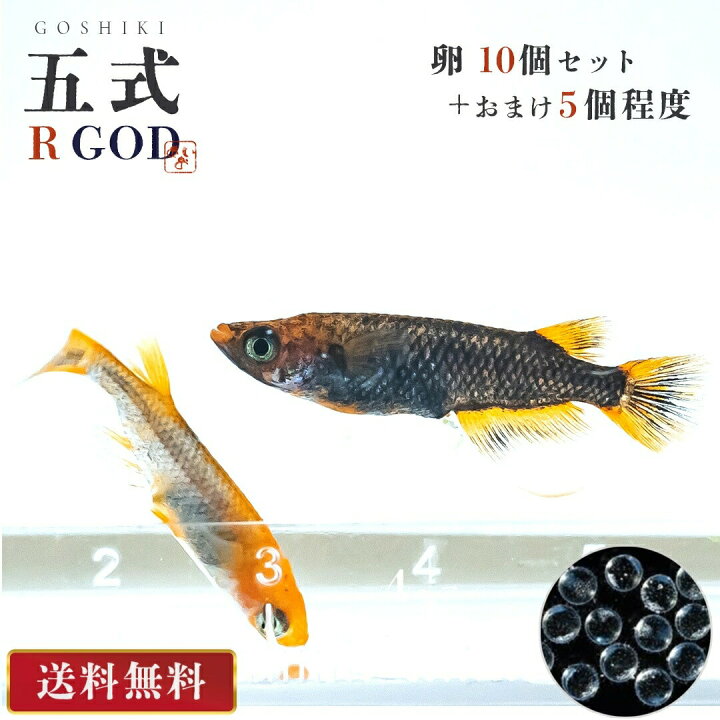 楽天市場】メダカ 卵 五式 タイプ R GOD 10個セット おまけ5個程度付属  