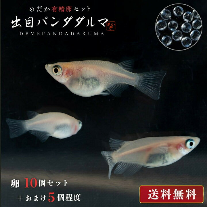 楽天市場】メダカ 卵 出目パンダ ダルマ 10個セット おまけ5個程度付属  