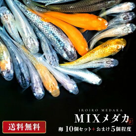 【ランキング1位獲得】 メダカ 卵 ランダム MIX 10個セット おまけ5個程度付属 ミックス 泳ぐ宝石 超極上 交配 固定率 水槽 お手入れ 厳選種 アクアリウム 隔離 安心 安全 飼育 自由研究 かわいい 可愛い ペット 稚魚 淡水 観察 繁殖 プレゼント 養殖 バレンタイン