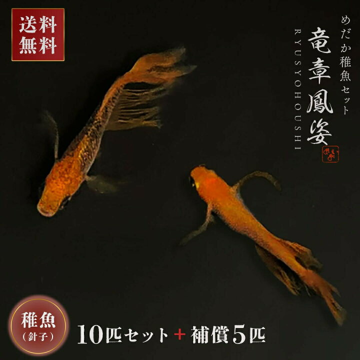 楽天市場】メダカ 竜章鳳姿 稚魚サイズ 針子 10匹+保証5匹 セット 