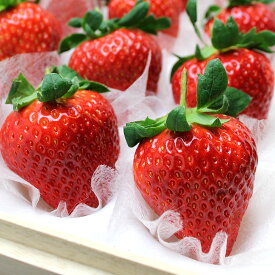 フルーツ いちご 美人姫 びじんひめ 岐阜県羽島市産 12粒 桐箱入り (1粒45g前後 特大サイズ) 送料無料 | 内祝い 誕生日プレゼント 還暦祝い プレゼント 喜寿 祝い 米寿 80代 お祝い 傘寿 還暦 古希 卒寿 長寿祝い ギフト 出産内祝い 合格祝い お返し お歳暮