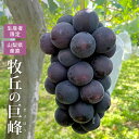 牧丘の巨峰 きょほう 山梨県産 ぶどう 約1.4kg 3〜4房入り 露地栽培 葡萄 産地直送 送料無料 | 果物 くだもの マスカット 9月 10月 敬老の日 フルーツ ギフト お祝い 内祝い ご贈答 残暑見舞い お見舞い 母 祖母 誕生日プレゼント お取り寄せ グルメ 食べ物
