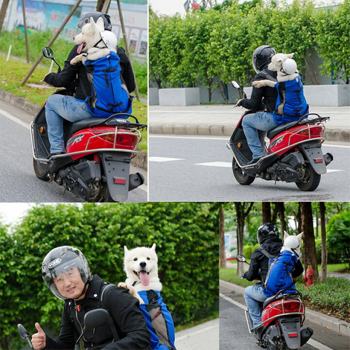マサッチョ 谷 受付 バイク 犬 キャリー Homepage Kyoto Jp