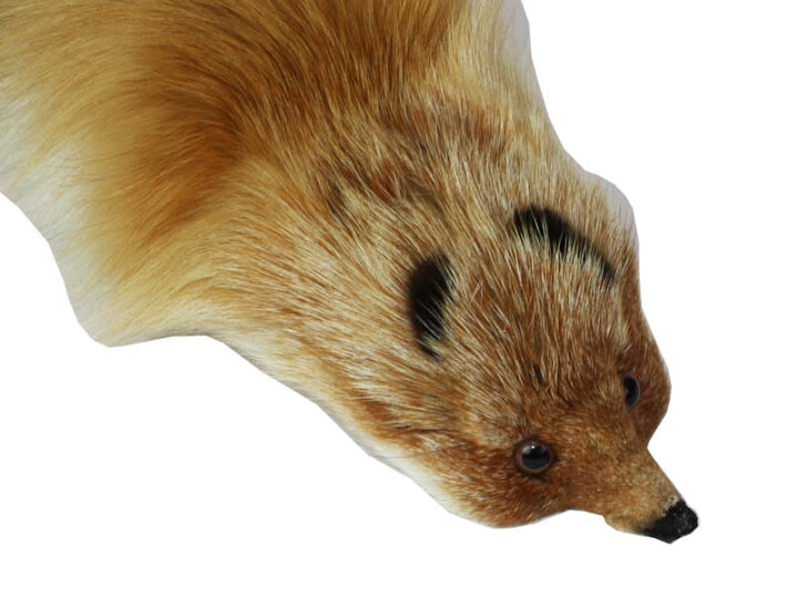 楽天市場】本物のFOXの毛皮を使用した、豪華なマフラーです 赤キツネ 
