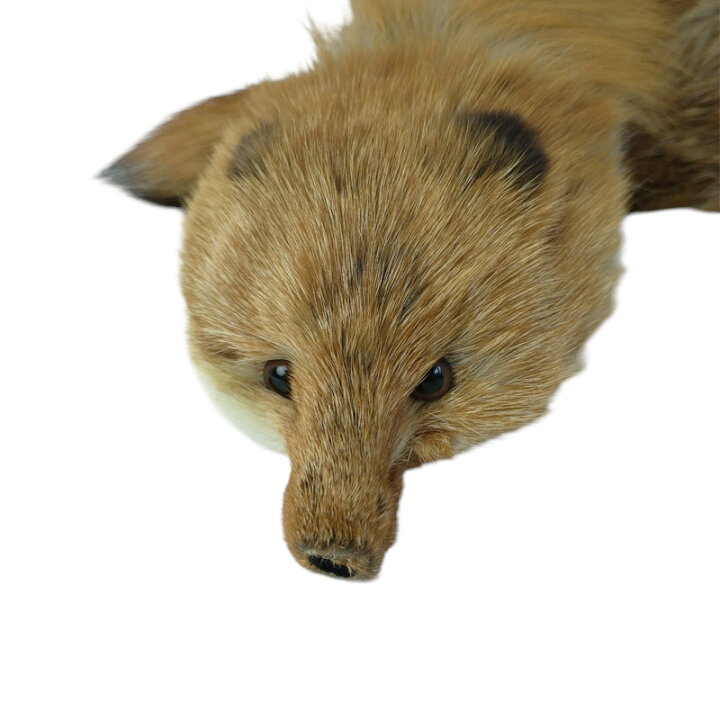 楽天市場】本物のFOXの毛皮を使用した、豪華なマフラーです 赤キツネ 