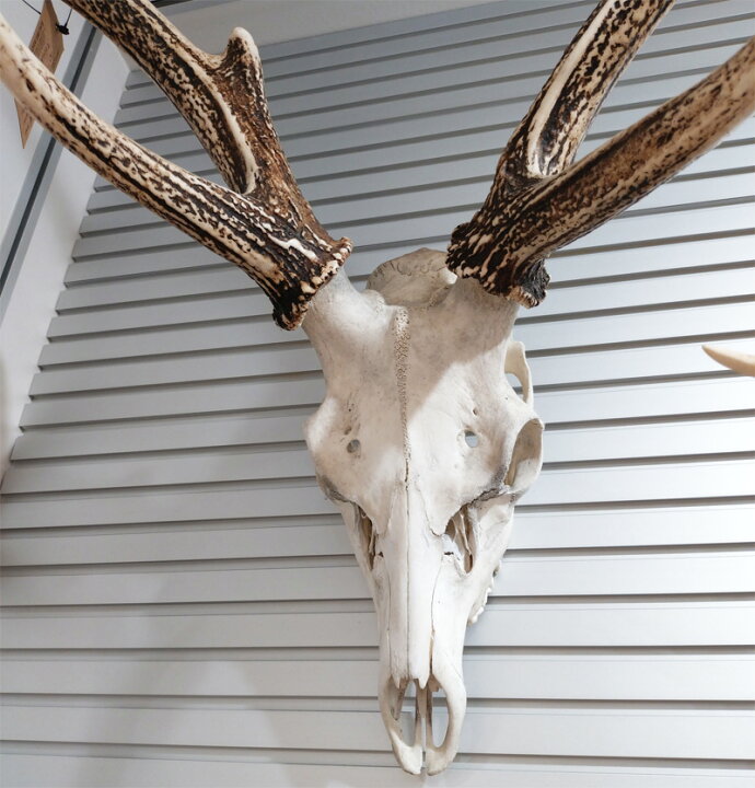 楽天市場】DEER HORN SMITH