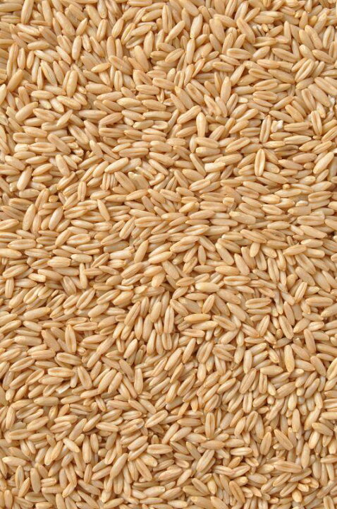 くず麦25kg 餌麦　飼料　大容量　ハダカムギ　訳あり