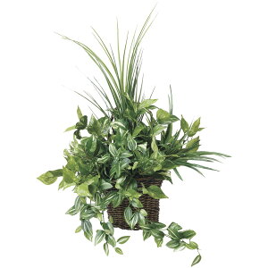 Ǌ|i`OX 281K80 W50×D34×H55cmy2024N lHϗtA ̊y  tFCN rO  A[gt[ CeAO[z