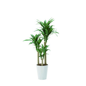 K̖1.6 400K330 W65×D65×H160cmy2024N lHϗtA ̊y  tFCN rO  A[gt[ CeAO[z