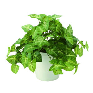 tbVJ[W[ 643A50 W40×D40×H30cmy2024N lHϗtA ̊y  tFCN rO  A[gt[ CeAO[z