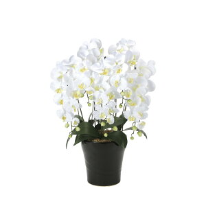 NC[Ӓ5{W 654A150 W53×D50×H74cmy2024N lHϗtA ̊y  tFCN rO  A[gt[ CeAO[z