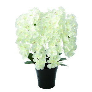 v~AӒ7{W 658A250 W55×D50×H75cmy2024N lHϗtA ̊y  tFCN rO  A[gt[ CeAO[z