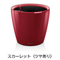 楽天市場】レチューザ 50 クラシコの通販