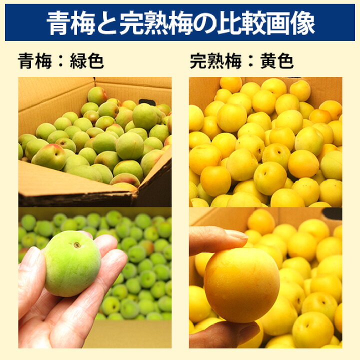 楽天市場】梅 うめ 紀州南高梅 生梅 青梅 完熟梅 秀品 3Lサイズ 5Kg×1  