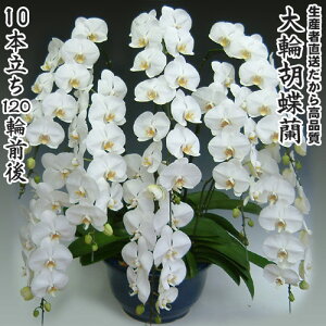 JXEJƁEEސEEړ]EyEjEaELOErWlXEΕE܁EiiENX}XEetc֌Ӓ10{120֑O