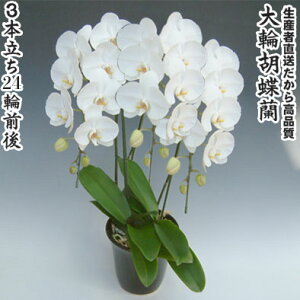 JXEJƁEEސEEړ]EyEjEaELOErWlXEΕE܁EiiENX}XEetc֌Ӓ3{24֑O