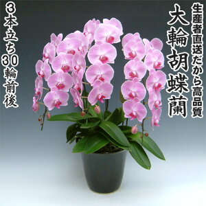 JXEJƁEEސEEړ]EyEjEaELOErWlXEΕE܁EiiENX}XEetc֌Ӓ3{30֑O