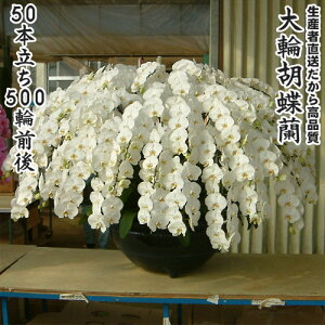 JXEJƁEEސEEړ]EyEjEaELOErWlXEΕE܁EiiENX}XEetc֌Ӓ50{500֑O