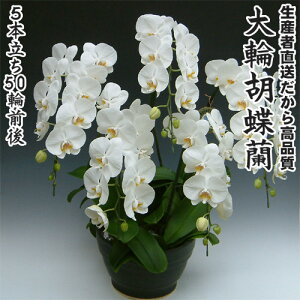 JXEJƁEEސEEړ]EyEjEaELOErWlXEΕE܁EiiENX}XEetc֌Ӓ5{50֑O