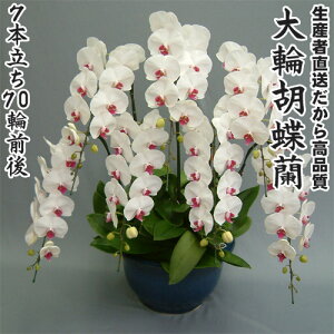 JXEJƁEEސEEړ]EyEjEaELOErWlXEΕE܁EiiENX}XEetc֌Ӓ7{70֑O