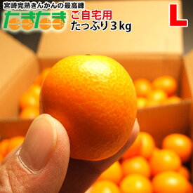 楽天市場 金柑 たまたま 訳ありの通販