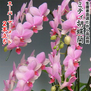 JXEJƁEEސEEړ]EyEjEaELOErWlXEΕE܁EiiENX}XE݁E̓etc~fBӒX[p[}[Ch2{