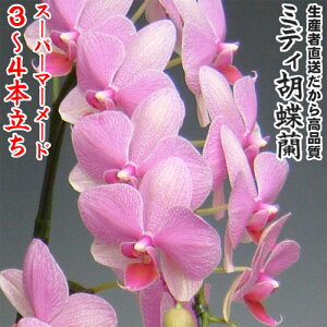 JXEJƁEEސEEړ]EyEjEaELOErWlXEΕE܁EiiENX}XE݁E̓etc~fBӒX[p[}[Ch3`4{