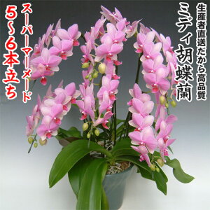 JXEJƁEEސEEړ]EyEjEaELOErWlXEΕE܁EiiENX}XE݁E̓etc~fBӒX[p[}[Ch5`6{