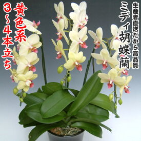 楽天市場 ミディ胡蝶蘭 植物の本数4本 鉢花 花 観葉植物 花 ガーデン Diyの通販