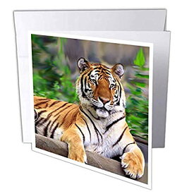 【中古】【未使用・未開封品】Tigers???Siberian Tiger???グリーティングカード Set of 6 Greeting Cards
