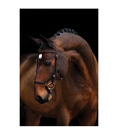 【中古】【未使用・未開封品】(Cob, Dark Havana) - Horseware Rambo Micklem Competition Bridle with Reins