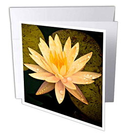 【中古】【未使用・未開封品】Boehm Photographyフラワー???イエローLotus Flower???グリーティングカード Set of 12 Greeting Cards