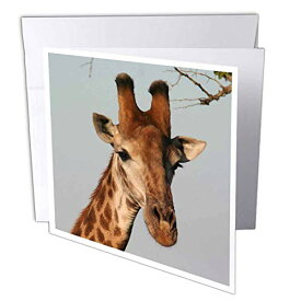 【中古】【未使用・未開封品】Angelique Cajamサファリキリン???South African面Giraffe Head Sky Background???グリーティングカード Set of 12 Greeting Cards