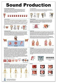 【中古】【未使用・未開封品】サウンドプロダクション 解剖学ポスター 24 x 36インチ 防水 ボーカル折りたたみ 固有の筋肉 電話 共鳴