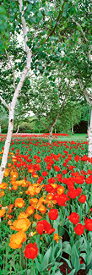 【中古】【未使用・未開封品】壁360ピール&スティック壁壁画: Spring Flowers湖Burley Griffin 28 in x 84 in 61137_7531