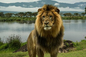 【中古】【未使用・未開封品】African Lion At Lake inセレンゲティ国立公園フォトフレーム付きポスター18?x 12?by proframes 18x12 inches