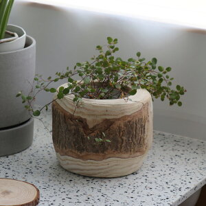 VR o Aؔ NX 12 hCi[|bgt Jo[ ꌊȂ ~j|bg |bgJo[ K[fG A O[ CeA ؍CeA ؍G k  