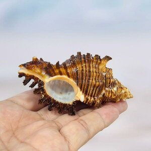 �����I�[�i�����g �V�R���L ���t�� �A�N�A���E�� ���C�A�E�g�p�i ���h�J�� �V�F�� �h�ւ� �󏭕W�{ �C���e���A �u�� �f�B�X�v���C �R���N�V����