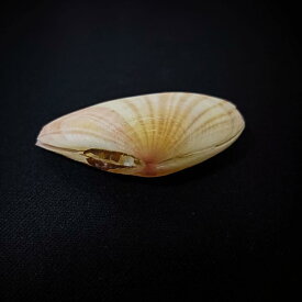 貝殻 天然シェル 巻き貝 サクラガイ 日月サクラガイ 標本 水槽アクアリウム レイアウト素材 おしゃれなインテリア オブジェ 飾り アジアンテイスト マリン雑貨 ディスプレイ