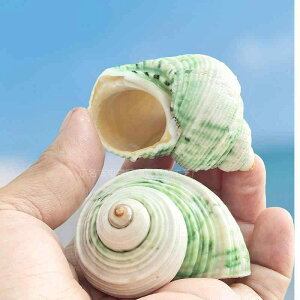 �A�N�A���E�� ���h�J�� �ւ��k �V�F�� �����p �� �u���[ �z���C�g �����L �L�k �V�R�L ���� ���C�A�E�g ���� �I�[�i�����g �f�R���[�V���� �y�b�g�p�i ���킢�� ������� ���j�[�N