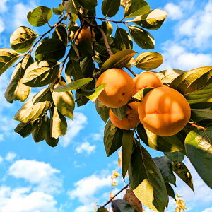 Y Â݂炸` (L`3LTCY) MATSUO` 2025