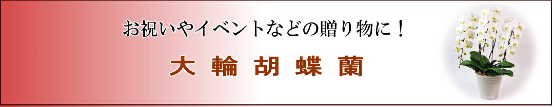 大輪胡蝶蘭