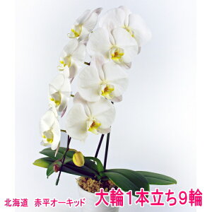 ԕӒ@֔1{d9ցy\S[@LfBAz125܂ł͖kĈݔz