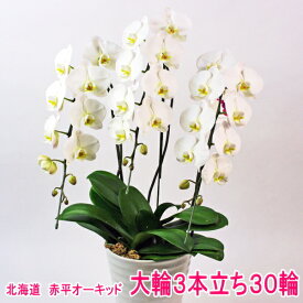 赤平長持ち胡蝶蘭　大輪白3本立ち30輪【ソゴー　ユキディアン】≪12月から5月までは北海道のみ配送≫