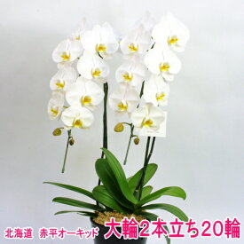 赤平長持ち胡蝶蘭　大輪白2本仕立て20輪【ソゴー　ユキディアン】≪12月から5月までは北海道のみ配送≫