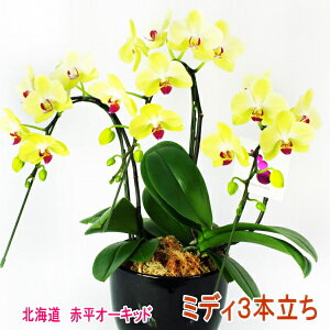 生花 胡蝶蘭 3本の人気商品 通販 価格比較 価格 Com