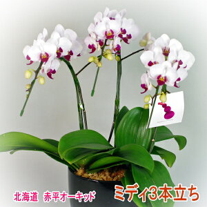 生花 胡蝶蘭 3本の人気商品 通販 価格比較 価格 Com